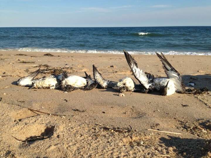 Dead shearwaters on beach