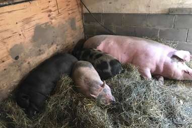 pigs nap with injured friend