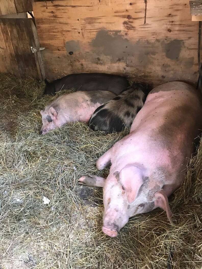 pigs resting together at sanctuary