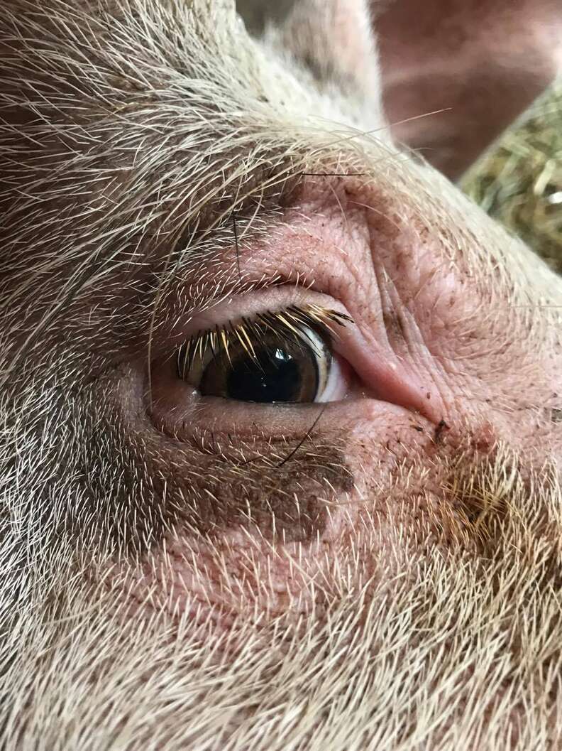 rescued pig