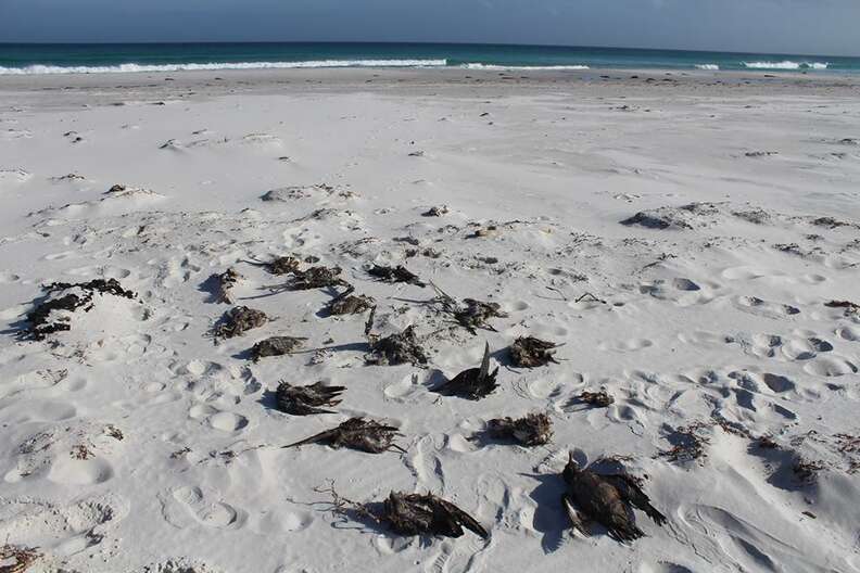 Dead shearwaters on beach