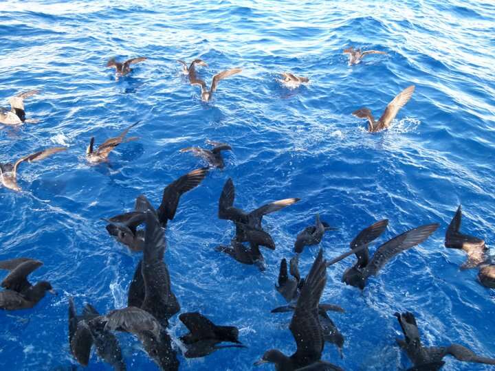 Shearwaters feeding in ocean