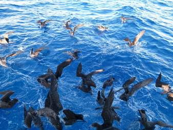 Shearwaters feeding in ocean