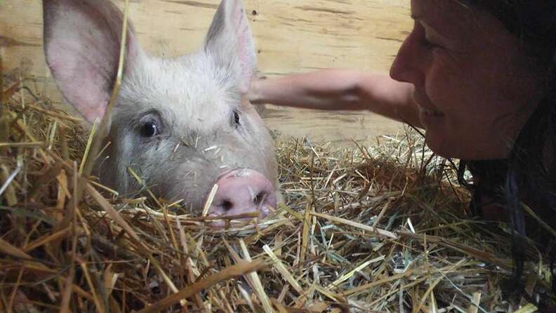 pig saved from slaughter