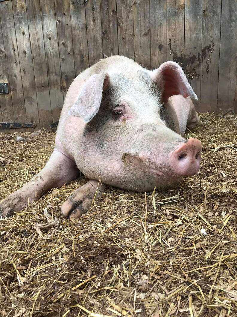 rescued pig