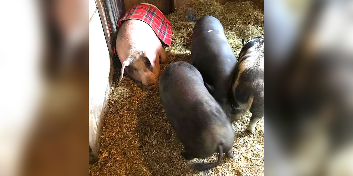 Injured Pig At Sanctuary Is Comforted By His Friends - The Dodo