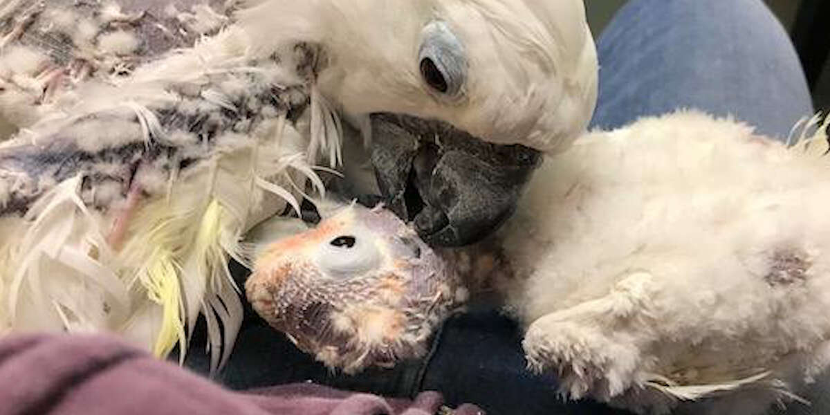 Rescued Parrot Won't Leave Her Best Friend's Side - Videos - The Dodo