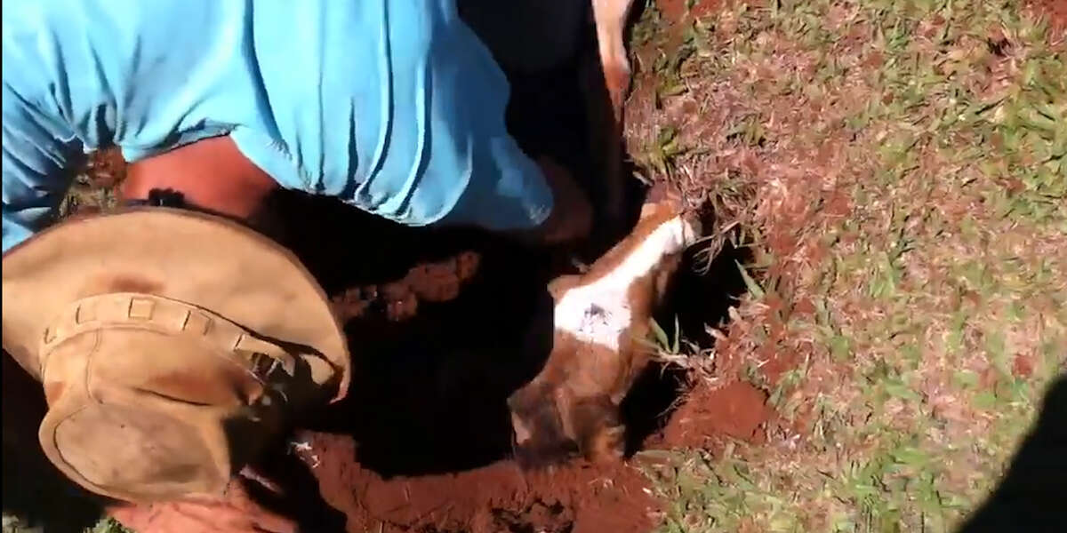 Newborn Horse Rescued From Ant s Nest Videos The Dodo