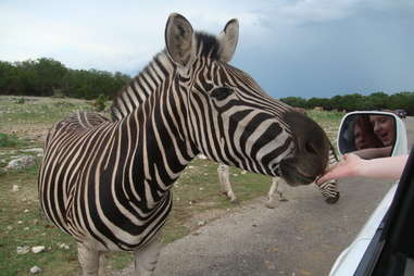 Natural Bridge Safari Park