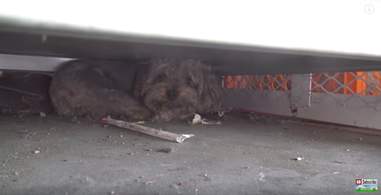 lost yorkie found at gas station