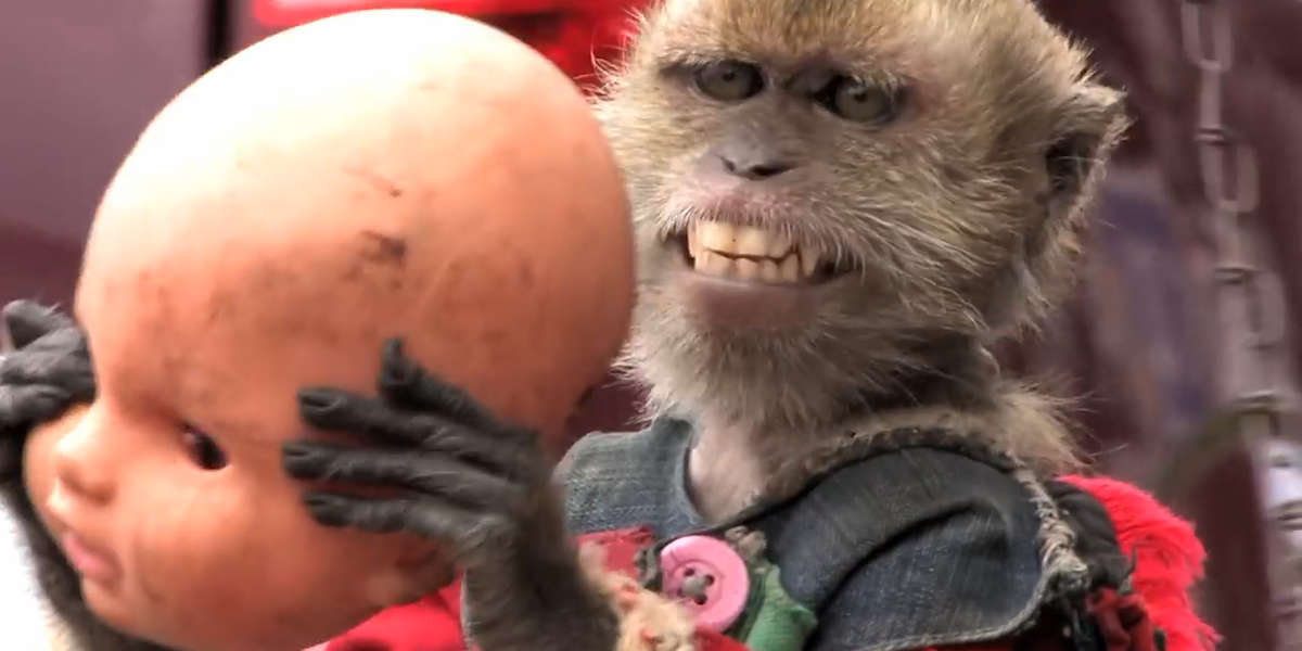 'Dancing' Monkey Is Finally Free From His Chains - Videos - The Dodo