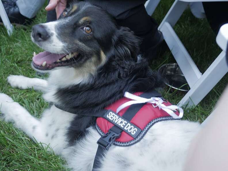 Rescue dog in service vest
