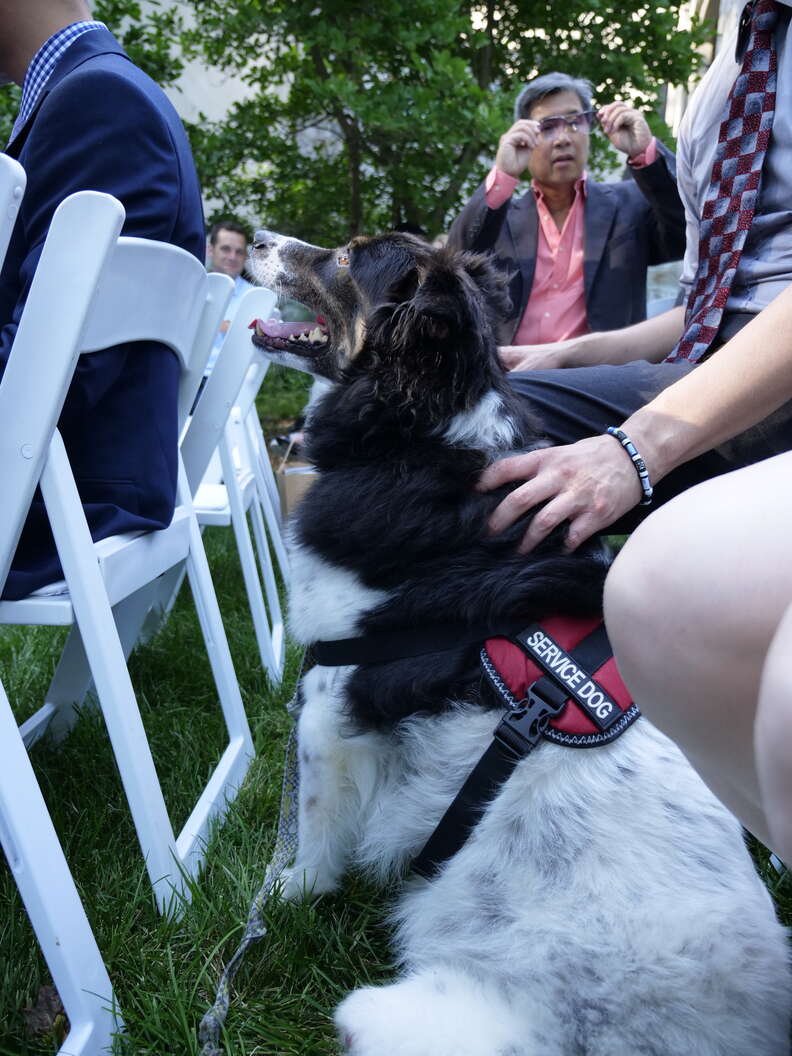 Rescue dog at wedding