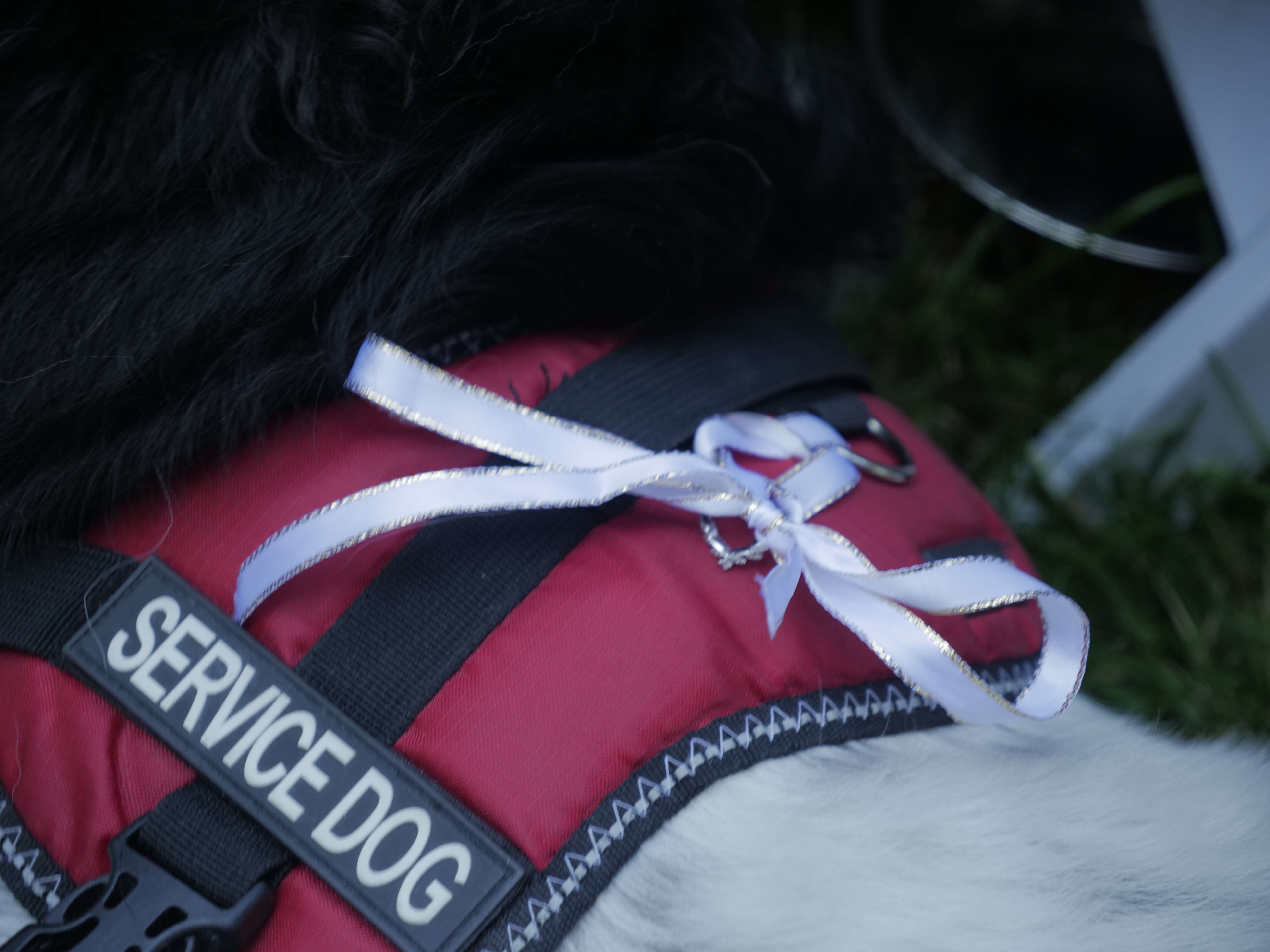 Rings tied to service dog's vest