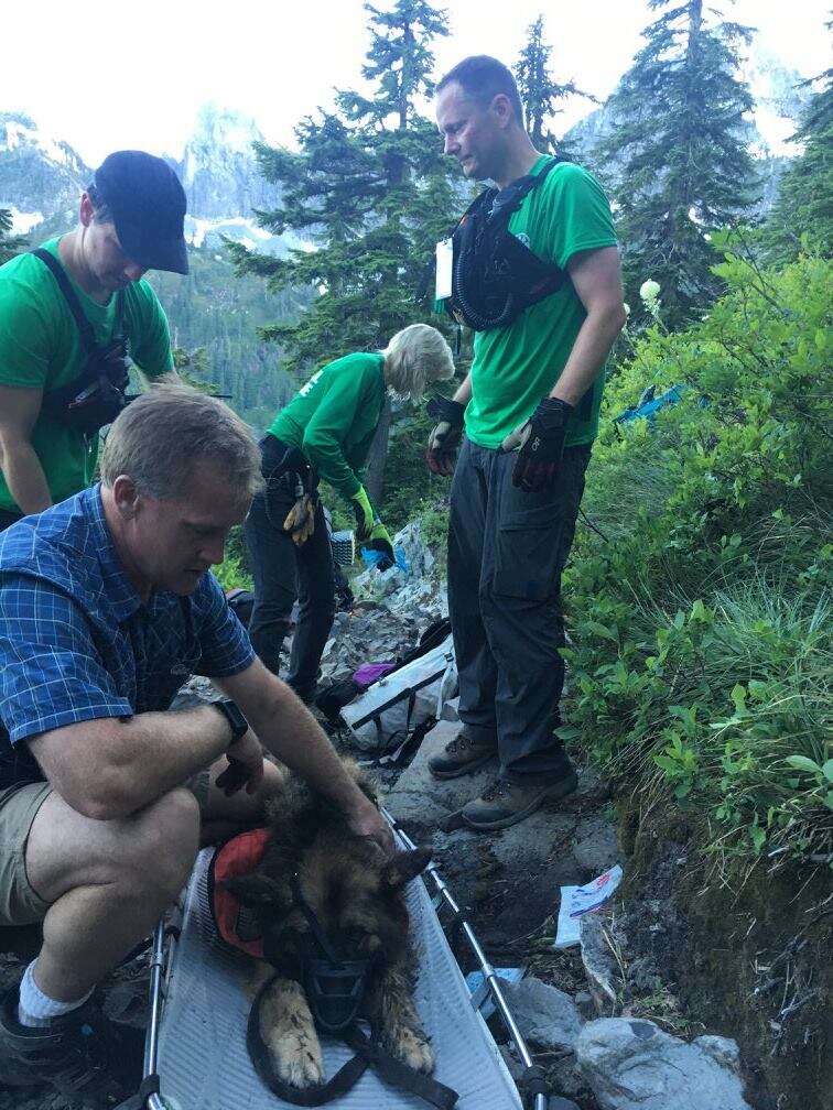 german shepherd rescued from mountain