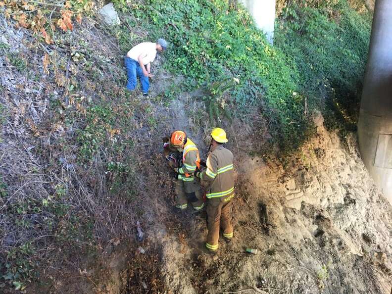 Homeless Man Scales Cliff To Rescue Dog Who Jumped From Car - The Dodo