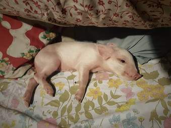 Baby piglet on bed