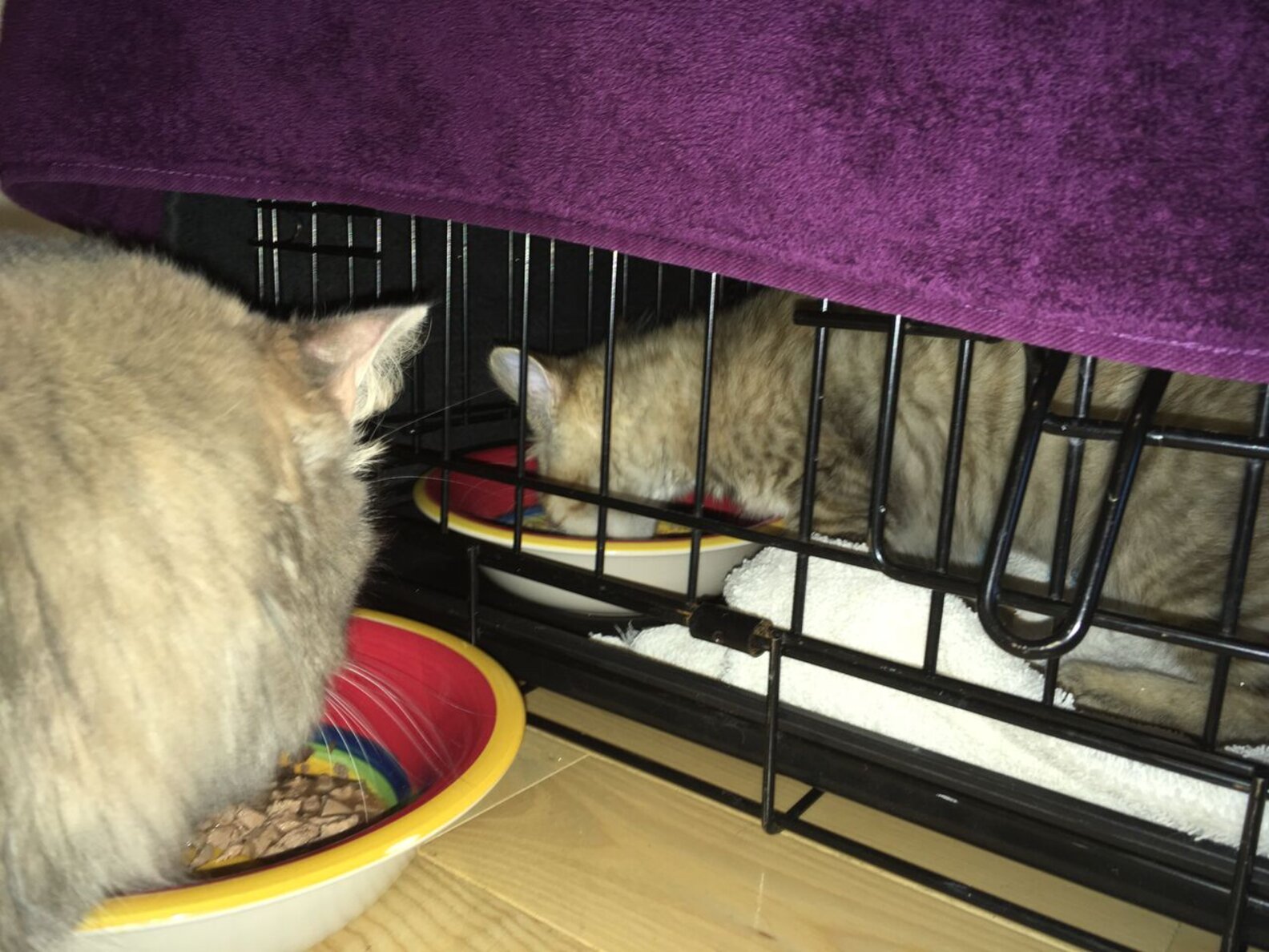Picture of How To Introduce A New Kitten To A Cat, According To Experts - The Dodo