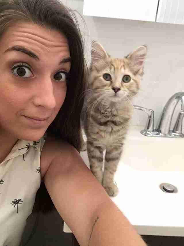 How To Introduce A New Kitten To A Cat According To Experts The Dodo how-to-introduce-a-new-kitten-to-a-cat-according-to-experts-the-dodo