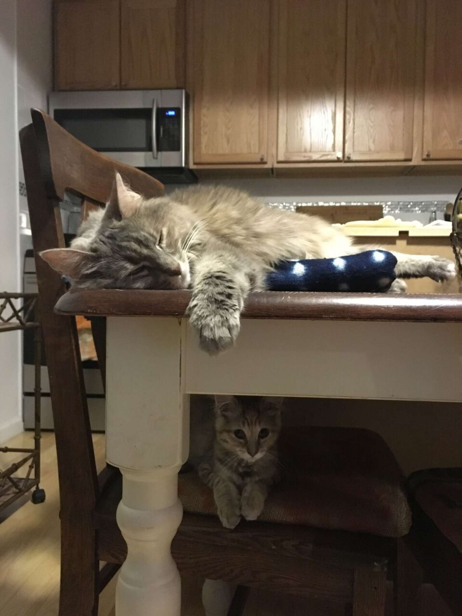 How To Introduce A New Kitten To A Cat According To Experts The Dodo how-to-introduce-a-new-kitten-to-a-cat-according-to-experts-the-dodo