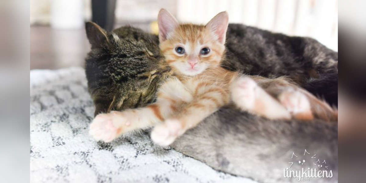 introducing kitten to kitten