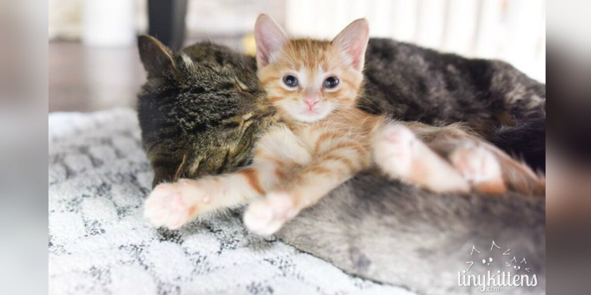 Introducing kitten store to resident cat