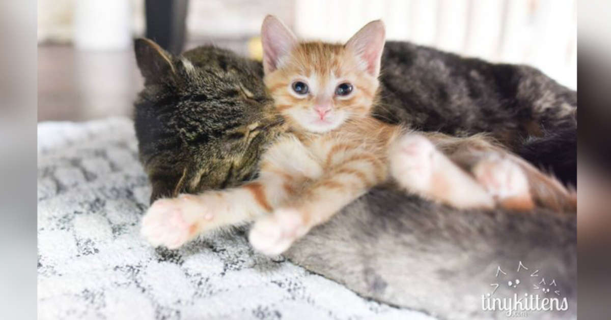 how to integrate a new kitten with older cats