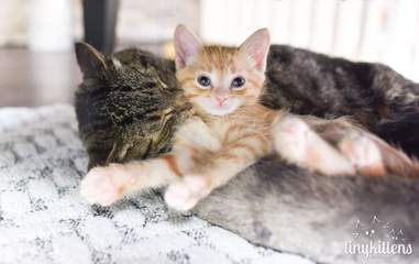 How To Introduce A New Kitten To A Cat According To Experts The Dodo
