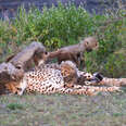 Cheetah Mom Is So Patient With Her Babies