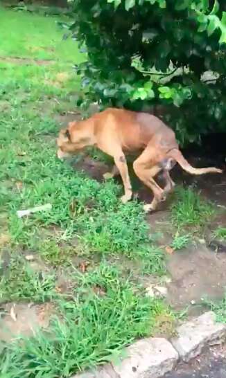 pit bull rescued from backyard