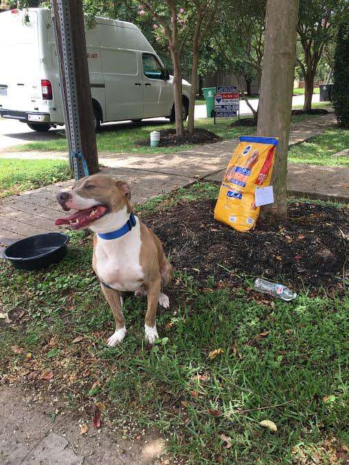 Abandoned dog tied to stop sign