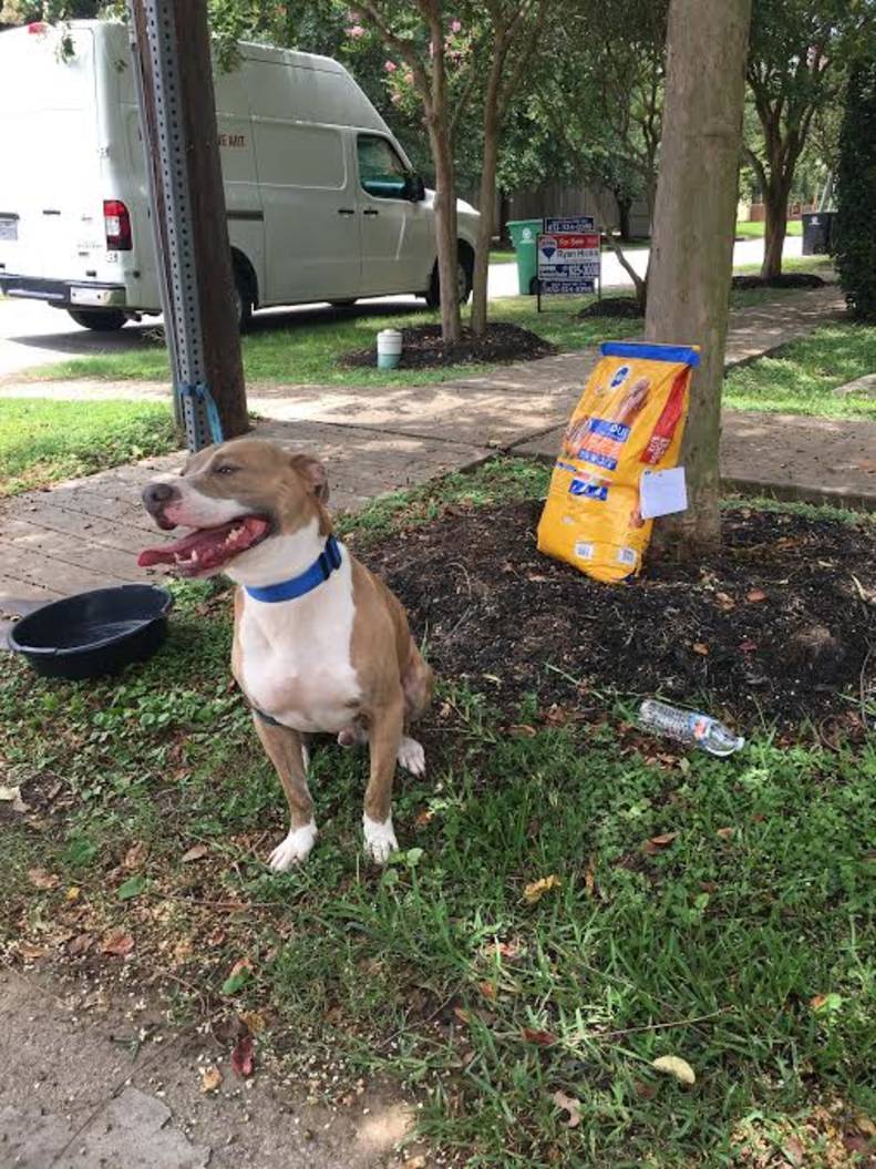 Dog Tied To Stop Sign With Bag Of Food And A Sad Note