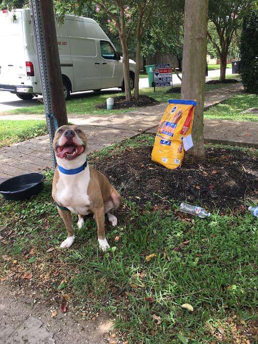 Abandoned dog tied to stop sign