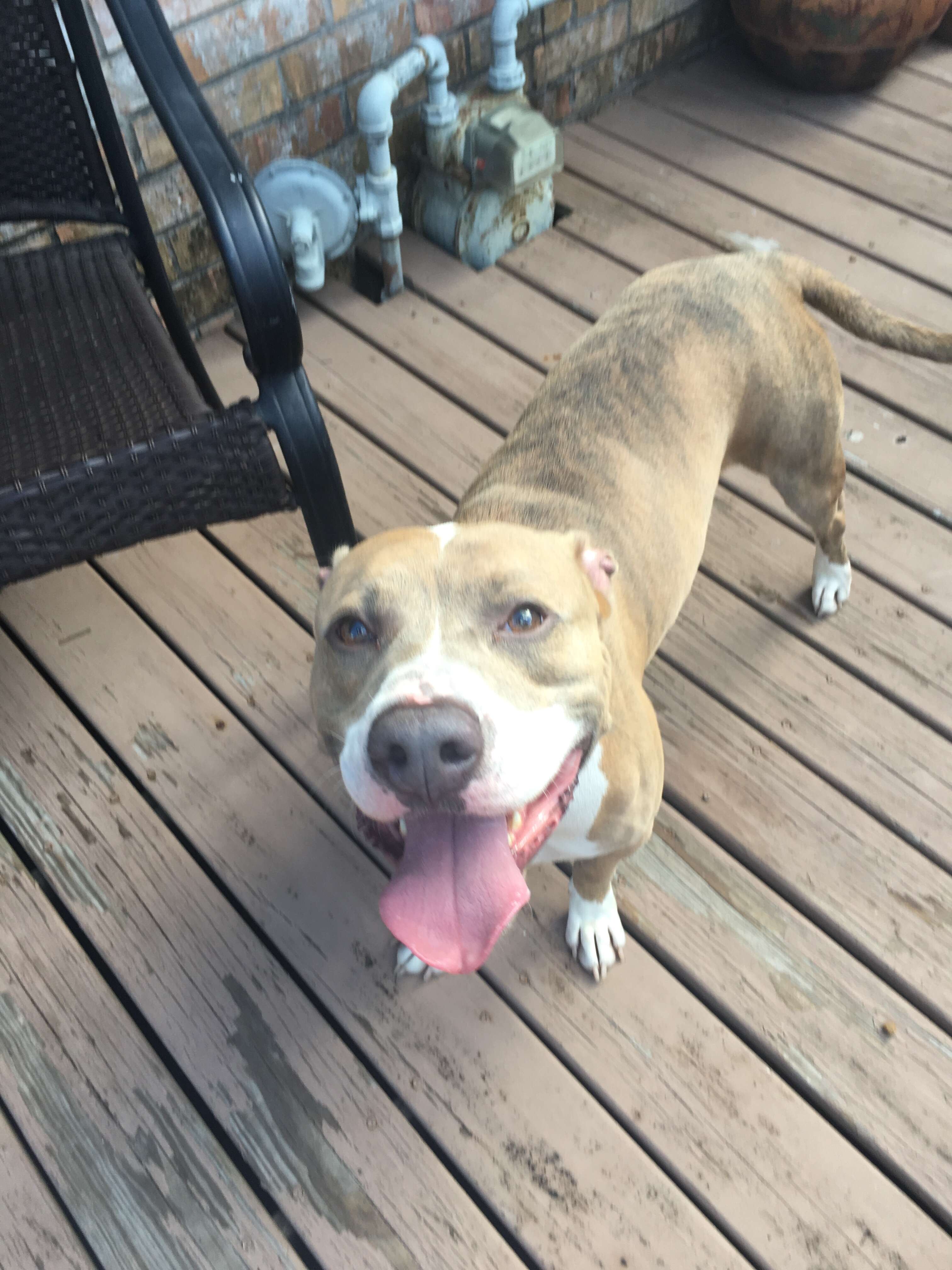 Rescued dog on deck