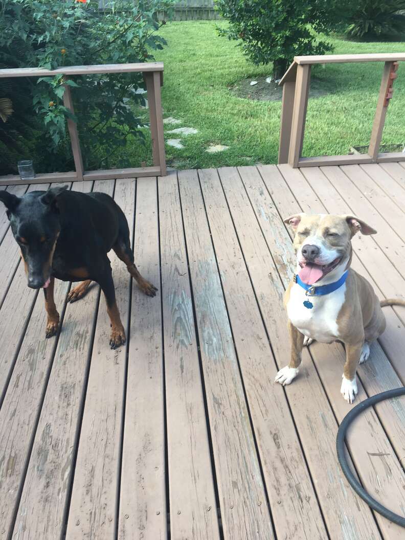 Two rescue dogs on deck
