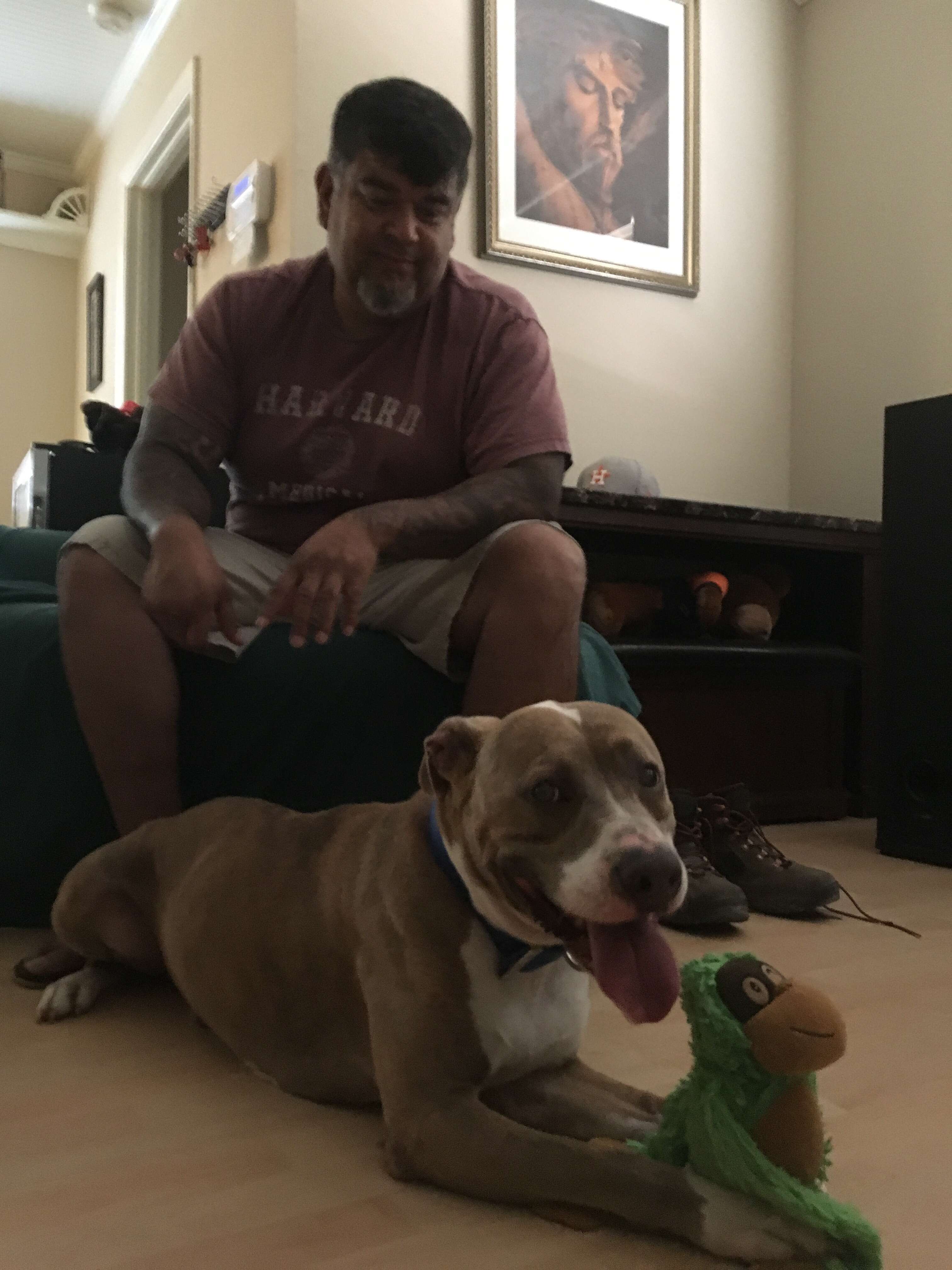 Rescue dog in new home