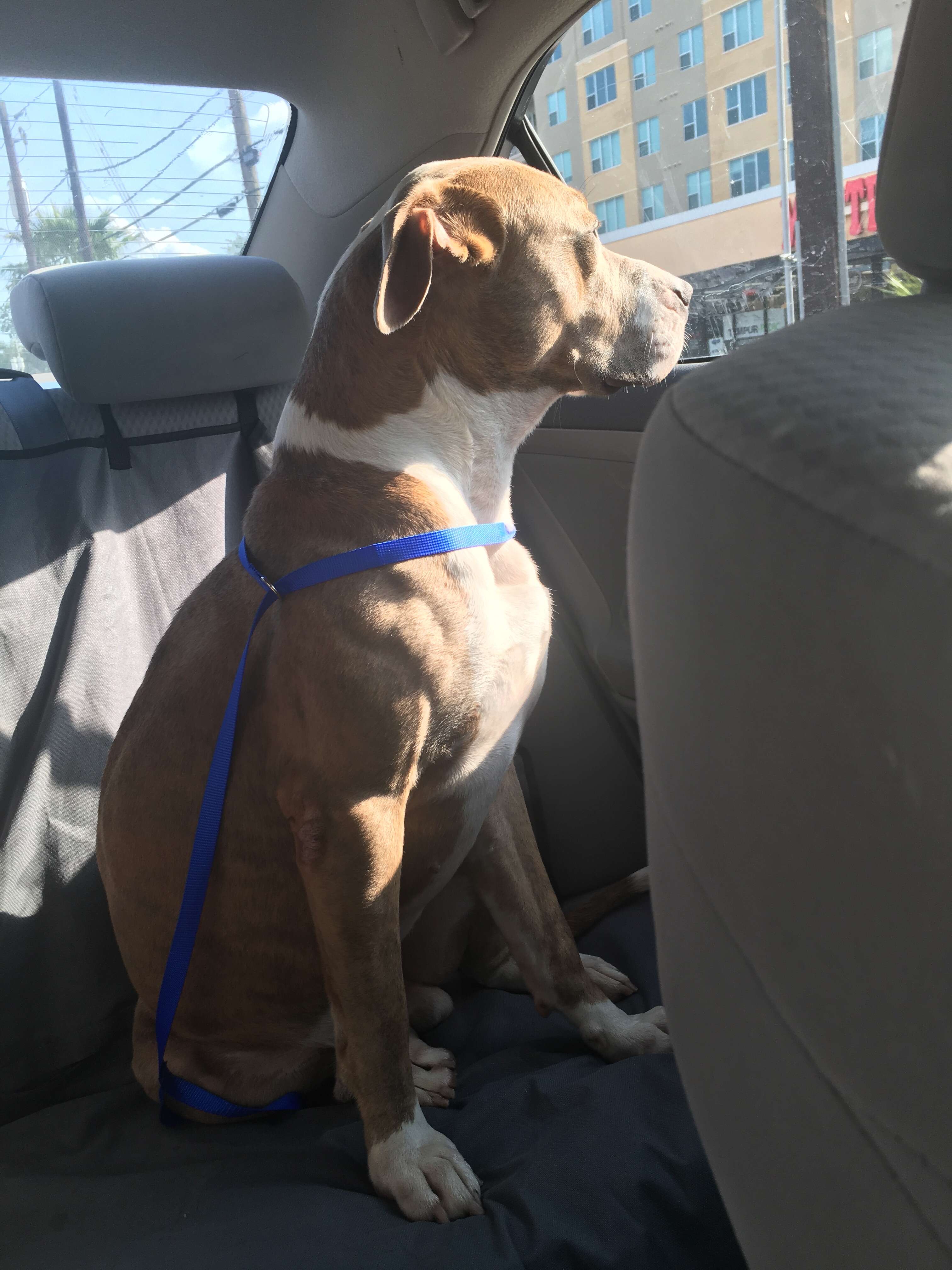 Rescued dog in car