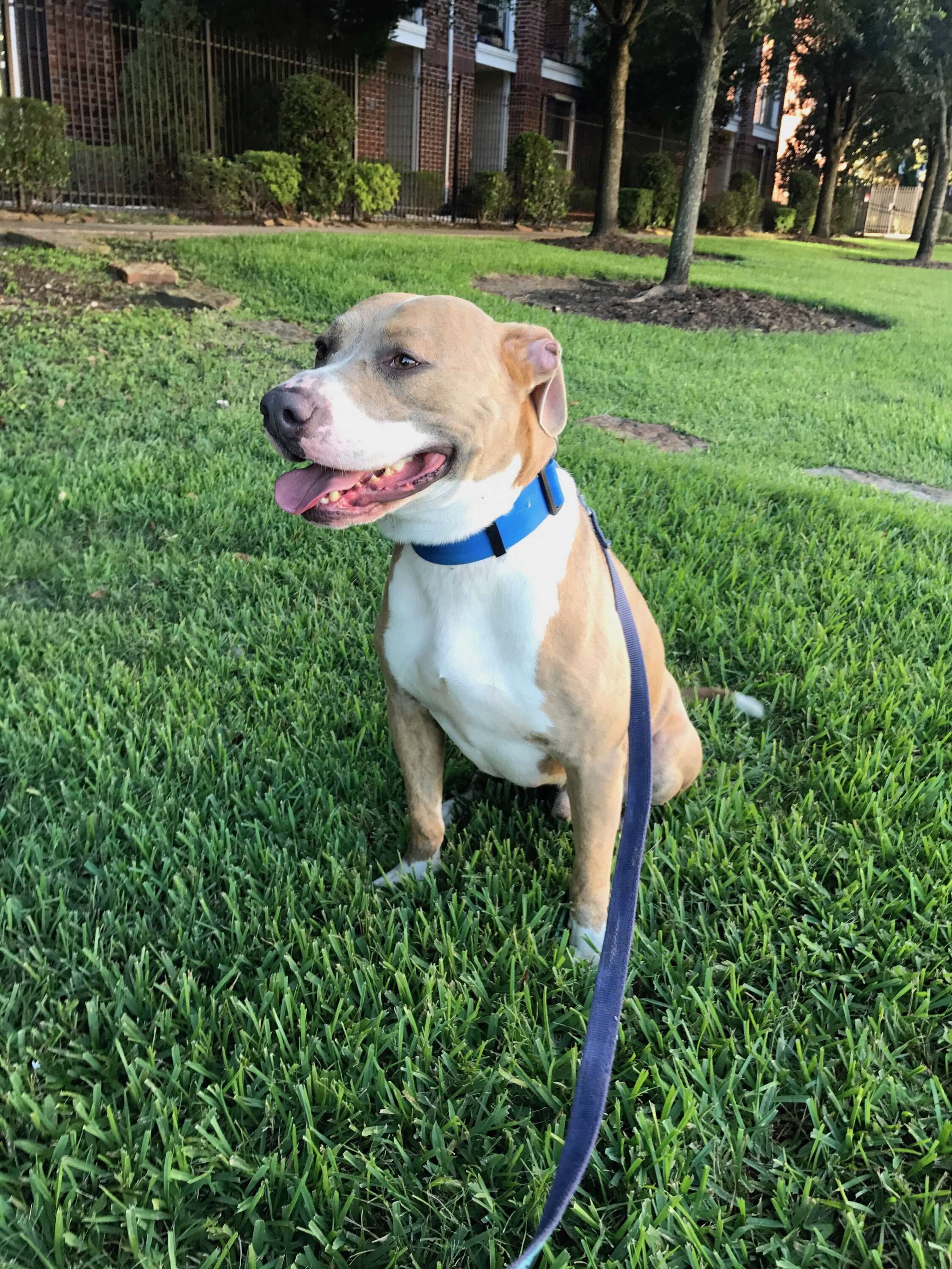 Rescued dog in grassy yard