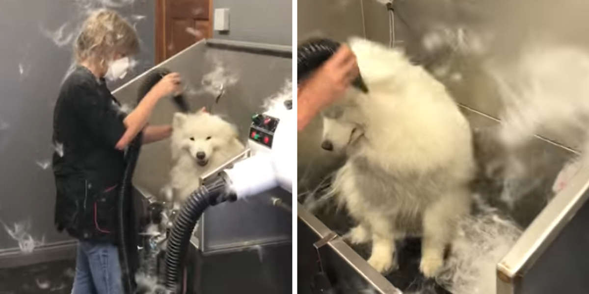 Fluffy Dog Fills Room With Fur During Very Messy Trip To Groomer The Dodo