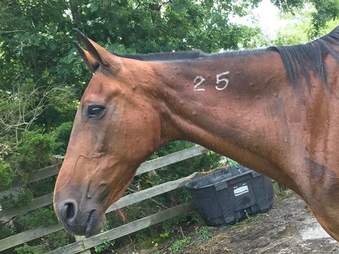 Horse with neck tattoo