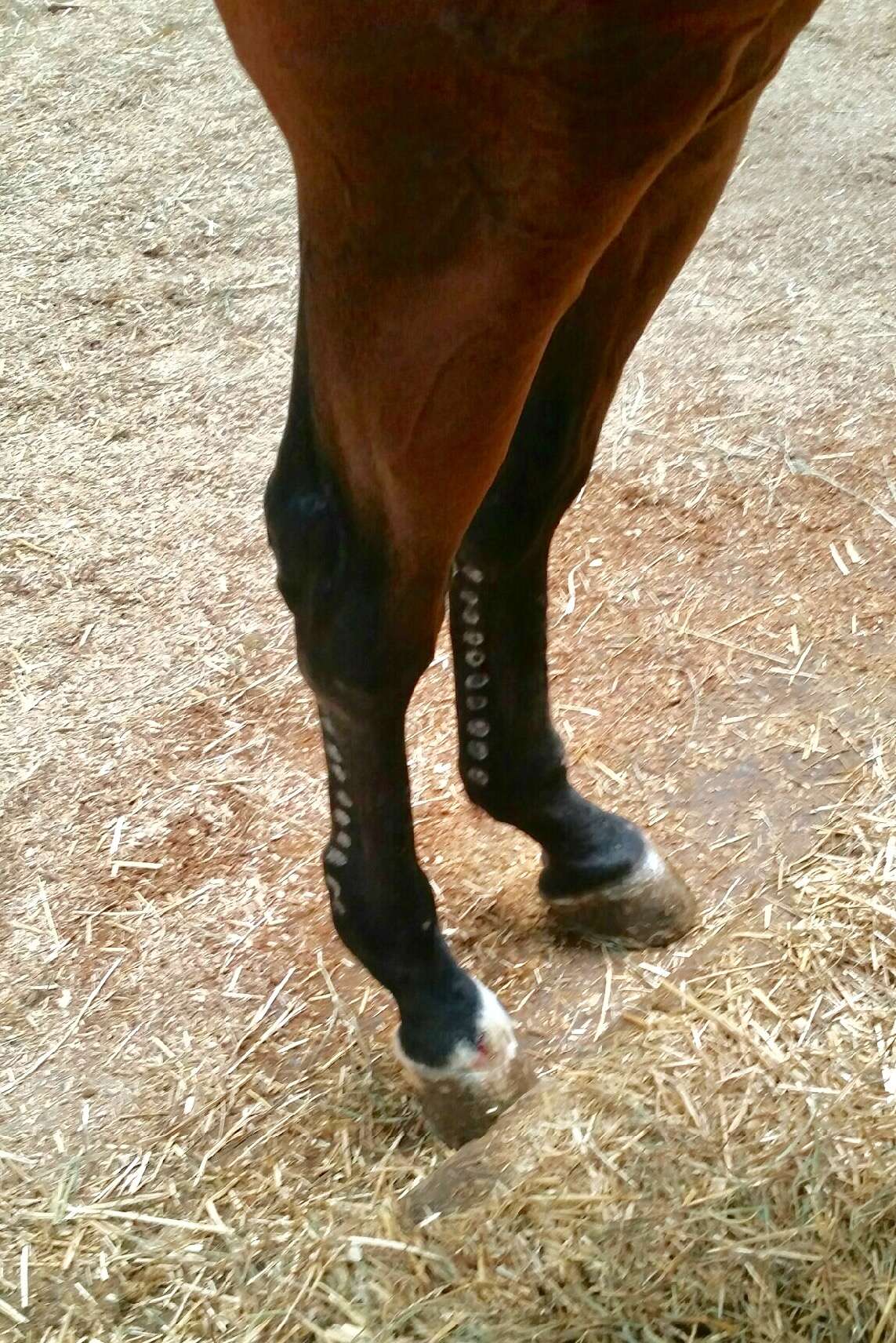 Holes on horse's leg
