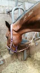 Horse in auction house