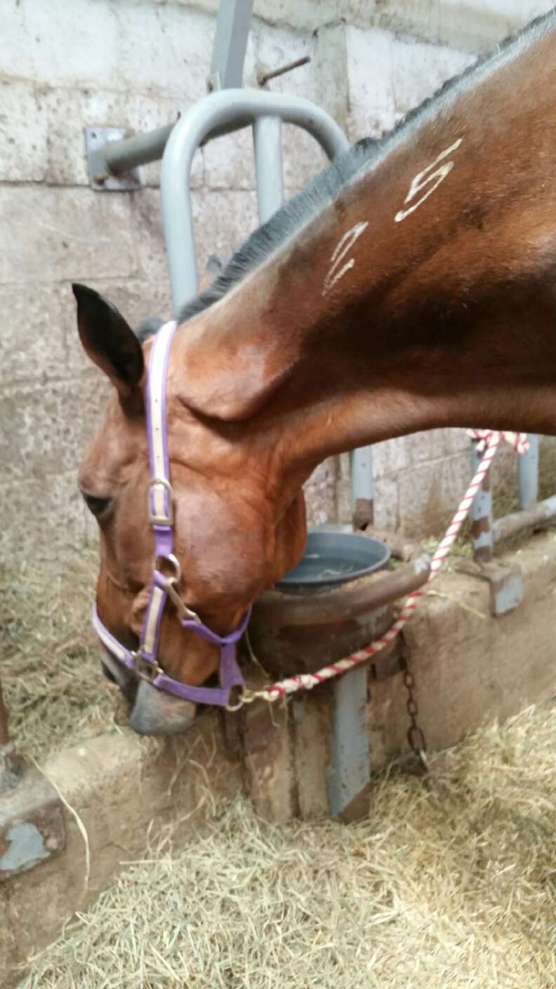 Horse in auction house