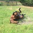 Rescue horse rolling around