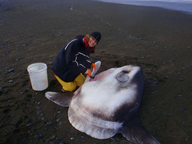 Scientist with new species of sunfish beached in New Zealand