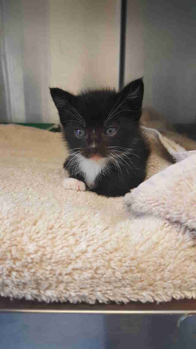 Wizard101 screenshot onrpg screenshots mmohuts games Rescuers Flush Out Kitten Stuck In Drain Pipe - The Dodo