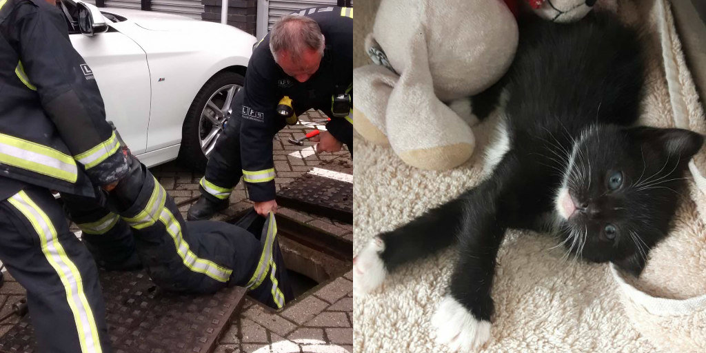 Rescuers Flush Out Kitten Stuck In Drain Pipe - The Dodo