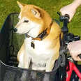 Shiba Inu Loves Riding On Her Mom's Bike