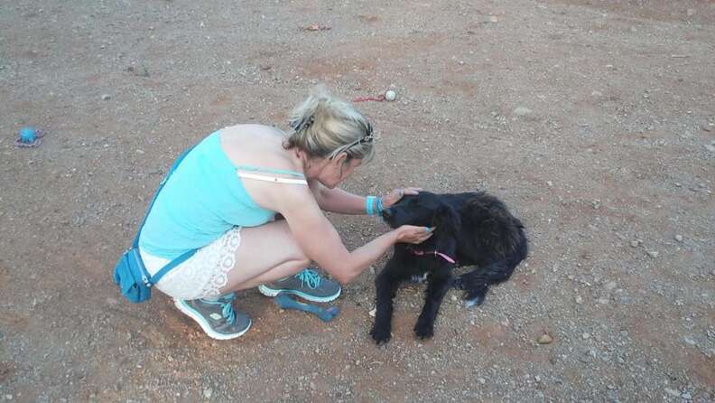 dog in Turkey