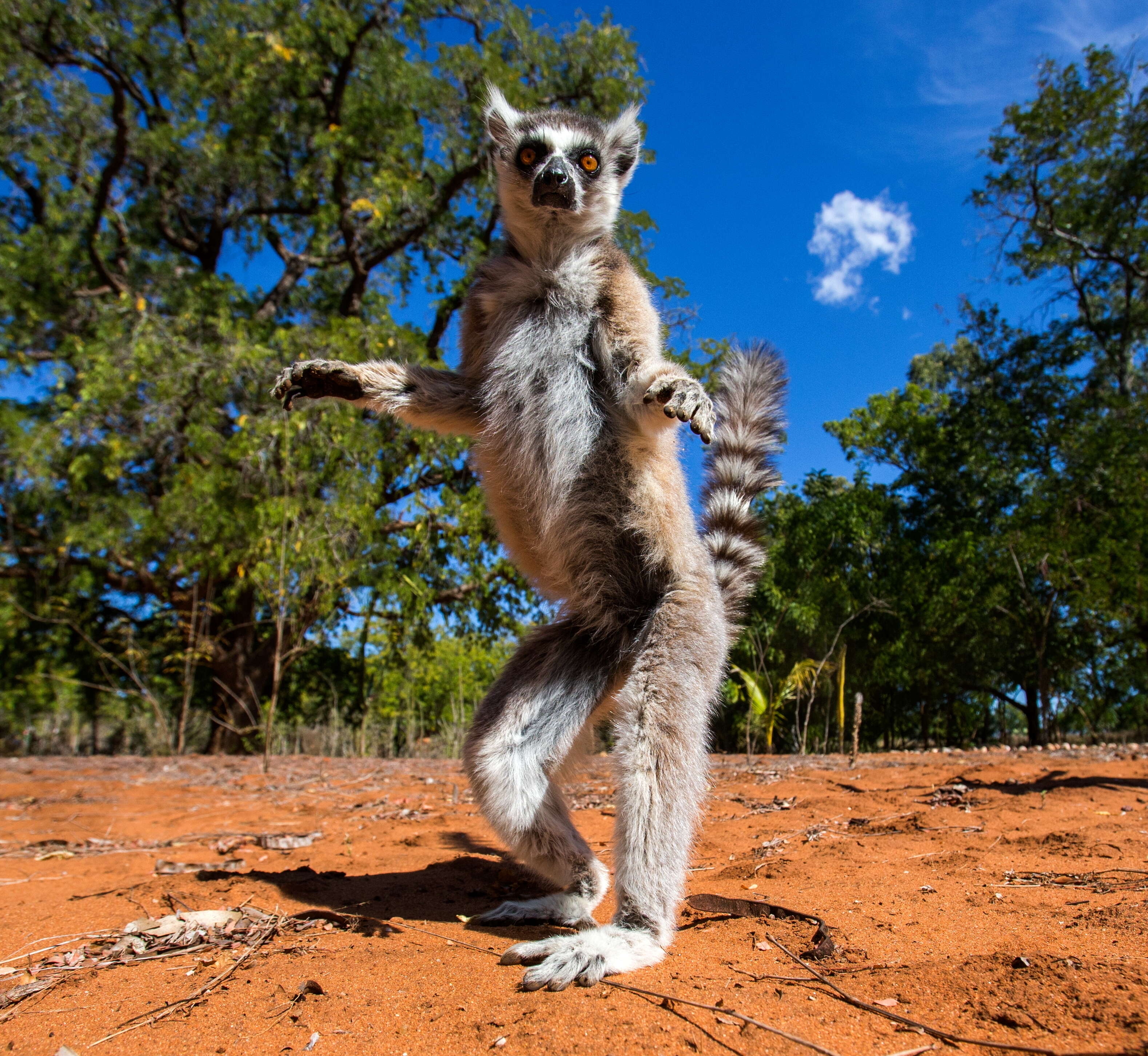 a ring-tailed lemur standing on red soil Madagascar
